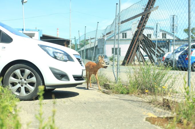 Podle veterinářky je odchyt srnců nebezpečný, hrozí, že se při něm vyšokuje k smrti. Na místech, kde se vyskytují lidé, navíc nelze zvíře legálně uspat.