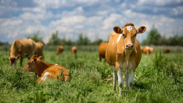 Rusko omezí dovoz krmiv z Česka. Výsledky inspekce byly neuspokojivé, tvrdí; Zdroj foto: Shutterstock