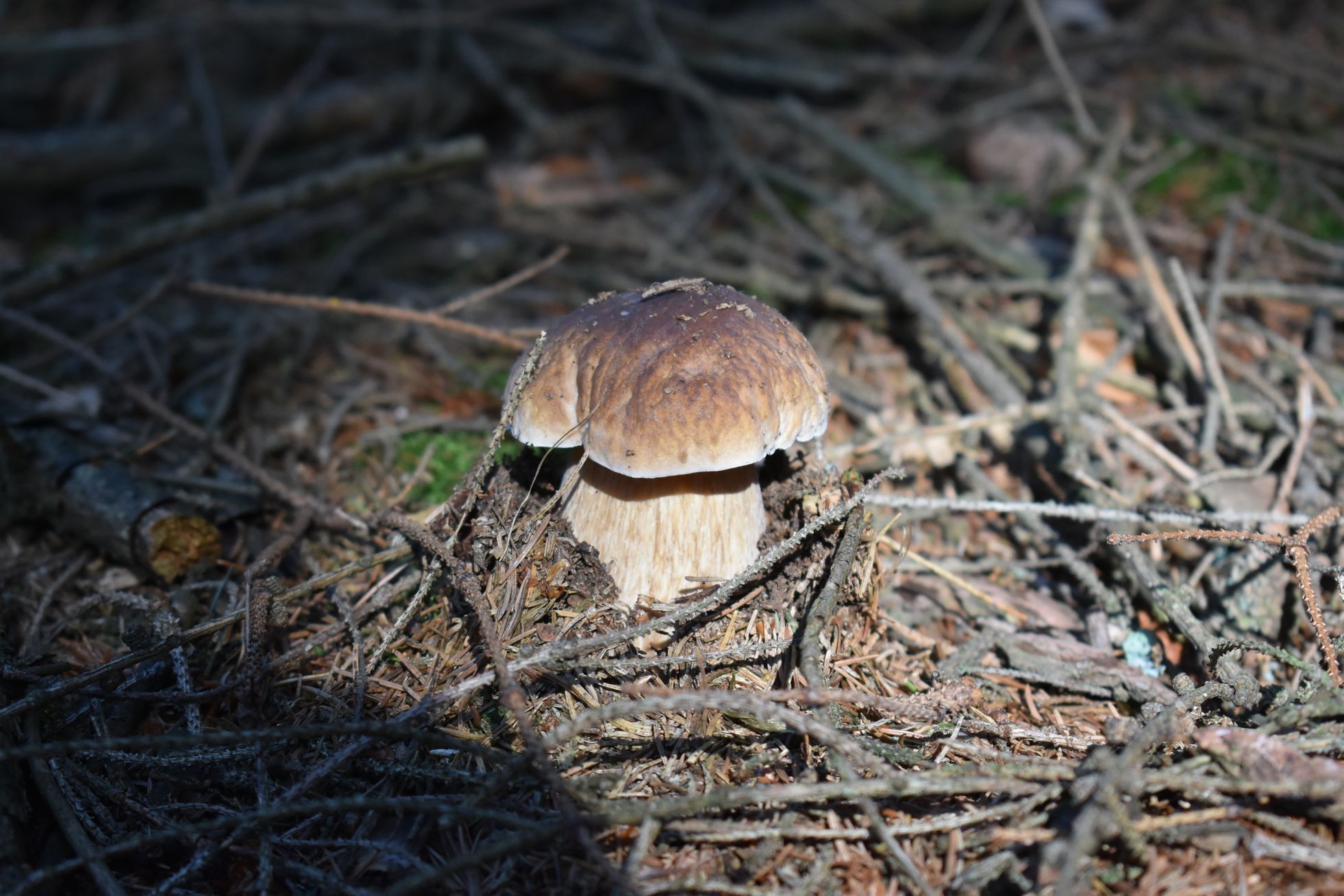 NEPOUŽÍVAT !!! Fotosoutěž houby 2017