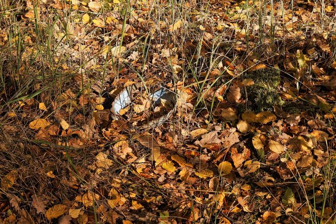 Mohyly z doby bronzové u Velké Dobré na Kladensku, podzim