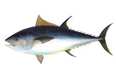 EU pozastavila lov tuňáků. Rybáři vyčerpali kvóty