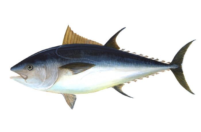 tuňák