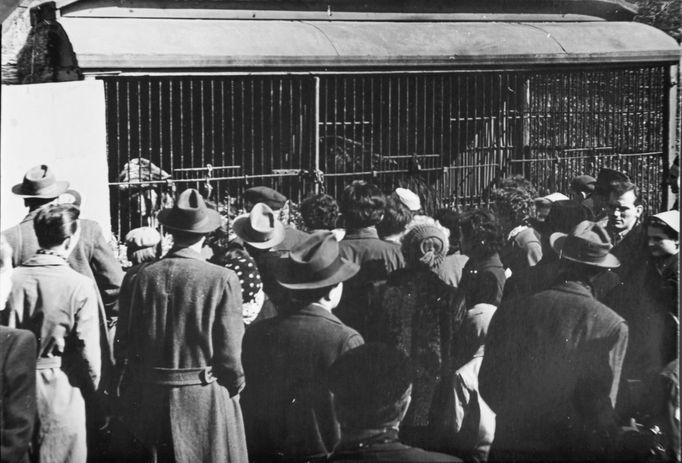 Maringotka ze zrušeného cirkusu Kludský se v roce 1955 v Zoo Brno stala domovem páru medvědů hnědých.