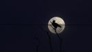 A bird perches on a tree in front of the full moon in the Yawalapiti village at the Xingu National Park, Mato Grosso State, May 5, 2012. In August the Yawalapiti tribe will hold the Quarup, which is a ritual held over several days to honour in death a person of great importance to them. This year the Quarup will be honouring two people - a Yawalapiti Indian who they consider a great leader, and Darcy Ribeiro, a well-known author, anthropologist and politician known for focusing on the relationship between native peoples and education in Brazil. Picture taken May 5, 2012. REUTERS/Ueslei Marcelino (BRAZIL - Tags: SOCIETY ENVIRONMENT ANIMALS) ATTENTION EDITORS - PICTURE 28 OF 28 FOR PACKAGE 'LIFE WITH THE YAWALAPITI TRIBE' Published: Kvě. 15, 2012, 5:12 odp.