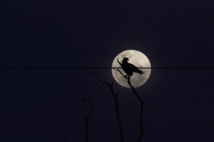 A bird perches on a tree in front of the full moon in the Yawalapiti village at the Xingu National Park, Mato Grosso State, May 5, 2012. In August the Yawalapiti tribe will hold the Quarup, which is a ritual held over several days to honour in death a person of great importance to them. This year the Quarup will be honouring two people - a Yawalapiti Indian who they consider a great leader, and Darcy Ribeiro, a well-known author, anthropologist and politician known for focusing on the relationship between native peoples and education in Brazil. Picture taken May 5, 2012. REUTERS/Ueslei Marcelino (BRAZIL - Tags: SOCIETY ENVIRONMENT ANIMALS) ATTENTION EDITORS - PICTURE 28 OF 28 FOR PACKAGE 'LIFE WITH THE YAWALAPITI TRIBE' Published: Kvě. 15, 2012, 5:12 odp.