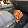 Pes v autě, dovolená se psem, pes jízda zahraničí