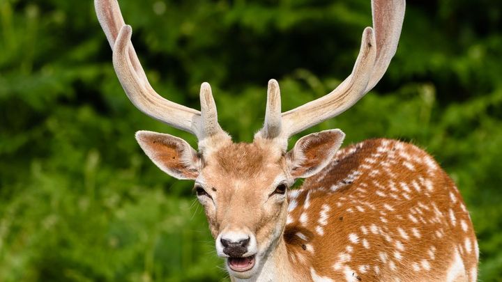 Vítr poničil výběhy v olomoucké zoo, uteklo osm jelenů a daňků. Zahrada je zavřená