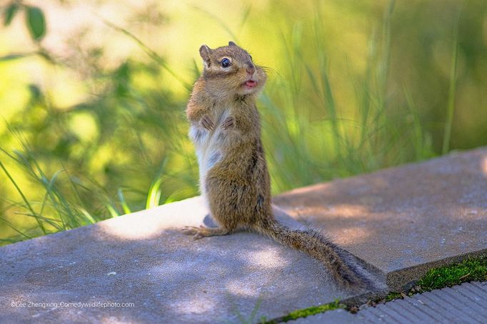 Finalisté soutěže Comedy Wildlife Photography Awards 2022