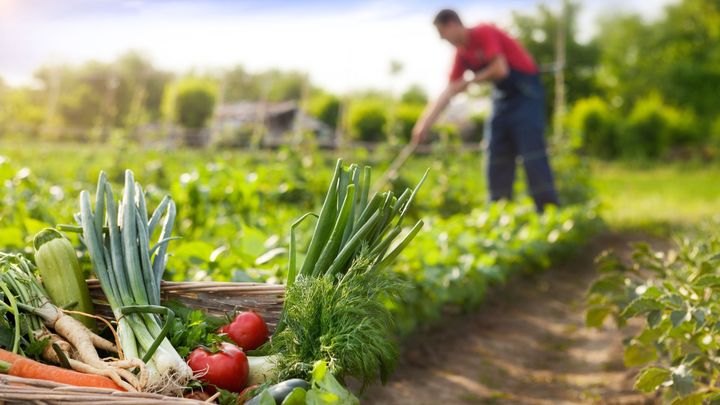 Ekologické farmy mají zabírat čtvrtinu půdy. Potraviny zdraží, varují velcí zemědělci; Zdroj foto: Shutterstock.com
