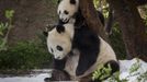 The youngest member of the panda family, Xiao Liwu, got to play in the snow for the first time at the San Diego Zoo in San Diego California, March 19, 2013. The seven-month-old cub explored his snowy exhibit and had fun climbing all over mom Bai Yun, playfully nipping and wrestling with her in the snow. Over 15 tons of fresh snow was blown into the panda's exhibit early this morning as part of an enrichment surprise for the pandas. REUTERS/San Diego Zoo/Ken Bohn/Handout (UNITED STATES - Tags: ANIMALS SOCIETY) NO SALES. NO ARCHIVES. FOR EDITORIAL USE ONLY. NOT FOR SALE FOR MARKETING OR ADVERTISING CAMPAIGNS. THIS IMAGE HAS BEEN SUPPLIED BY A THIRD PARTY. IT IS DISTRIBUTED, EXACTLY AS RECEIVED BY REUTERS, AS A SERVICE TO CLIENTS Published: Bře. 19, 2013, 10:31 odp.