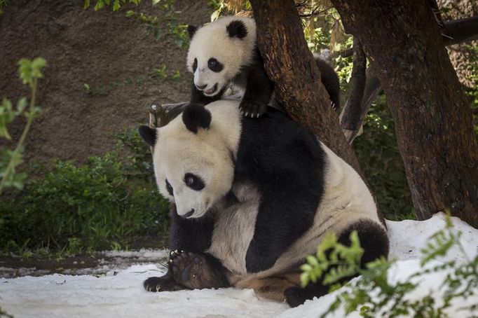 The youngest member of the panda family, Xiao Liwu, got to play in the snow for the first time at the San Diego Zoo in San Diego California, March 19, 2013. The seven-month-old cub explored his snowy exhibit and had fun climbing all over mom Bai Yun, playfully nipping and wrestling with her in the snow. Over 15 tons of fresh snow was blown into the panda's exhibit early this morning as part of an enrichment surprise for the pandas. REUTERS/San Diego Zoo/Ken Bohn/Handout (UNITED STATES - Tags: ANIMALS SOCIETY) NO SALES. NO ARCHIVES. FOR EDITORIAL USE ONLY. NOT FOR SALE FOR MARKETING OR ADVERTISING CAMPAIGNS. THIS IMAGE HAS BEEN SUPPLIED BY A THIRD PARTY. IT IS DISTRIBUTED, EXACTLY AS RECEIVED BY REUTERS, AS A SERVICE TO CLIENTS Published: Bře. 19, 2013, 10:31 odp.