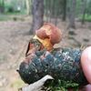 NEPOUŽÍVAT !!! Fotosoutěž houby 2017