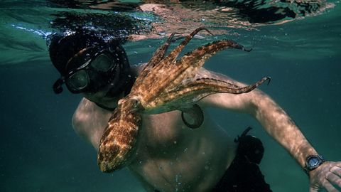 Muž se dokázal spřátelit s chobotnicí. Netradiční dokument ukázal svou sílu