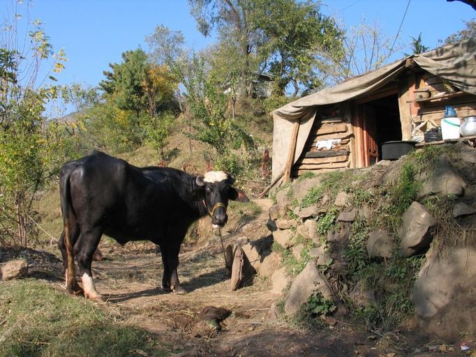 Hajátovo provizorní obydlí a kráva pořízená za kompenzační peníze