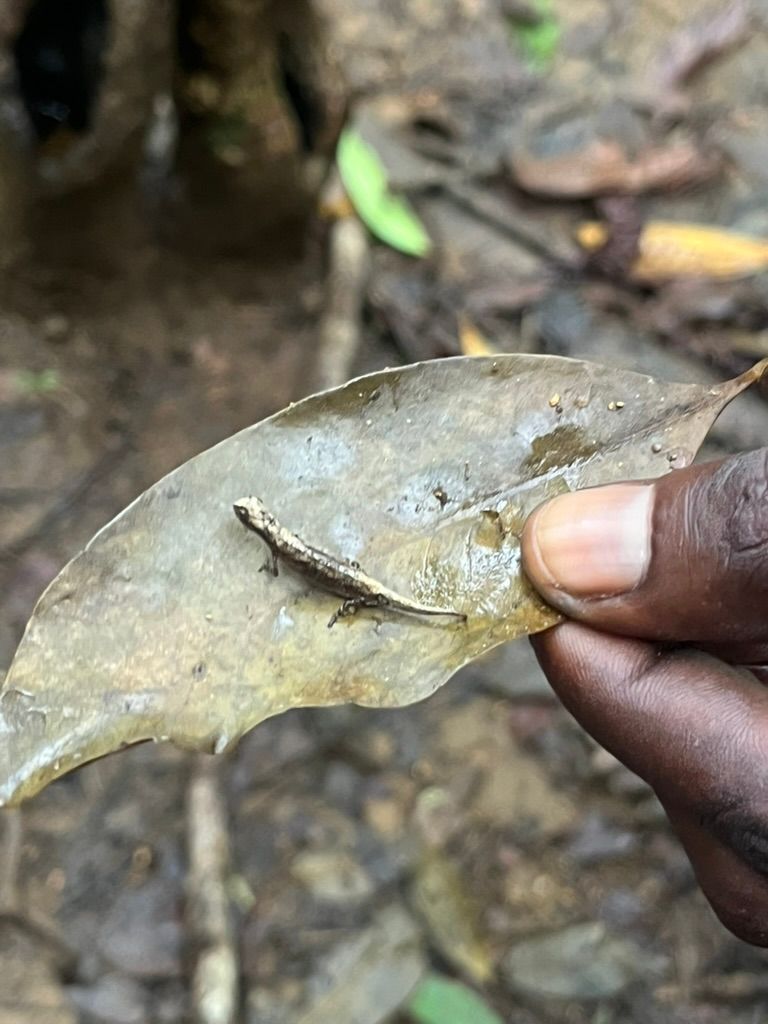 Madagaskar, Nosy Be, lemuři