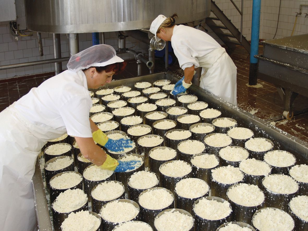 Výroba sýru niva
