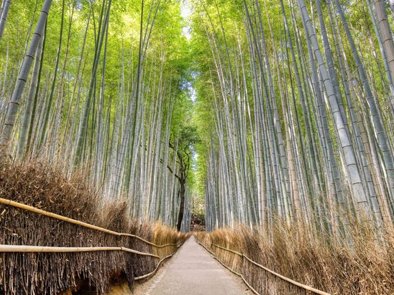 Bambusový háj Arashiyama