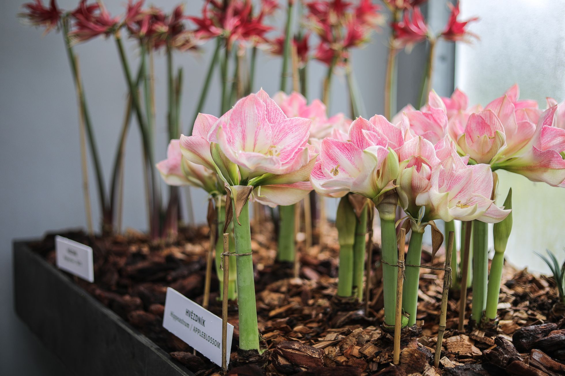 Výstava květin Předjaří, Pražský Hrad