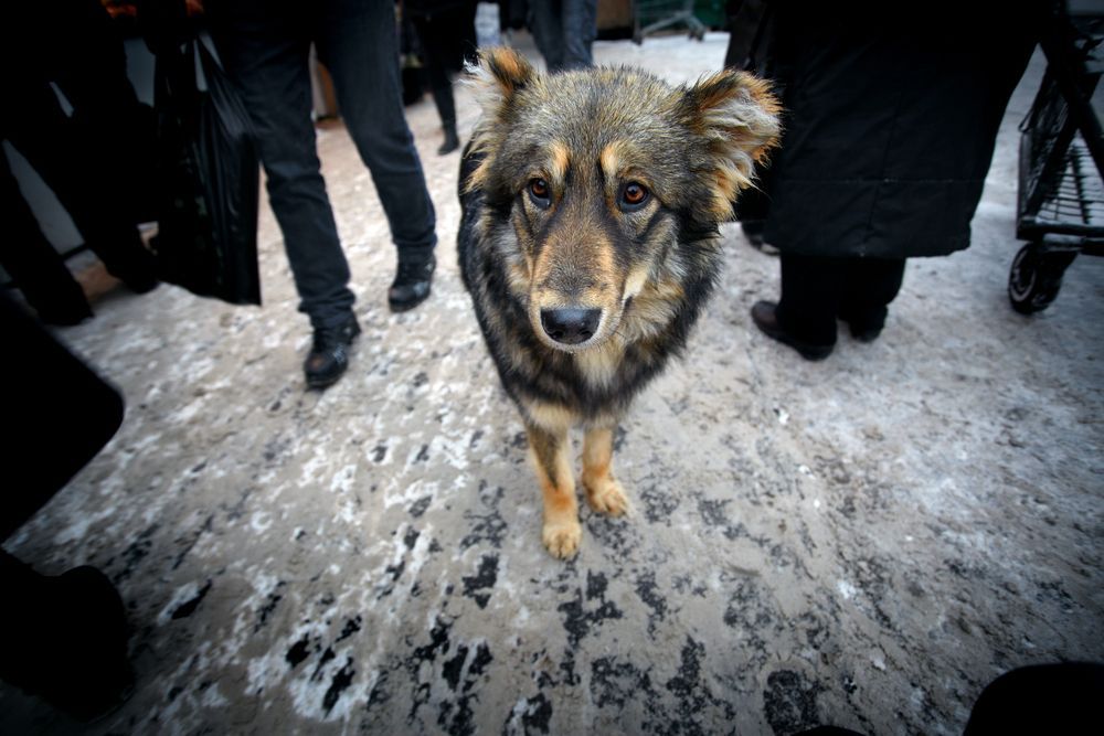 Rusko - toulavý pes