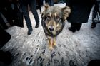 V Rusku kvůli fotbalovému šampionátu zabíjejí toulavé psy. Krvavá FIFA, bouří se ochránci zvířat