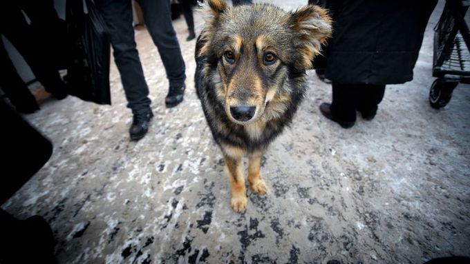 Toulavý pes v Rusku (ilustrační foto).