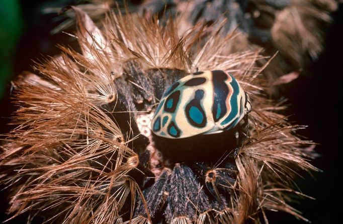 Štítovka mnohými přezdívaná jako "Picassův brouk". (Sphaerocoris annulus)