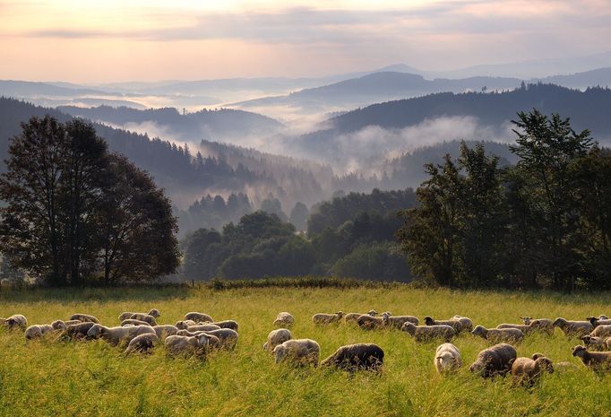 Pavel Ouředník: Šumava