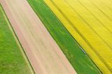 Pohled na česká pole připomíná malířskou abstrakci. Zemědělci mají řepku rádi, dá se dobře zpeněžit, protože se používá v biopalivech.