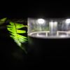 Noční prohlídky Botanická zahrada v Praze, tropický skleník Fata Morgana