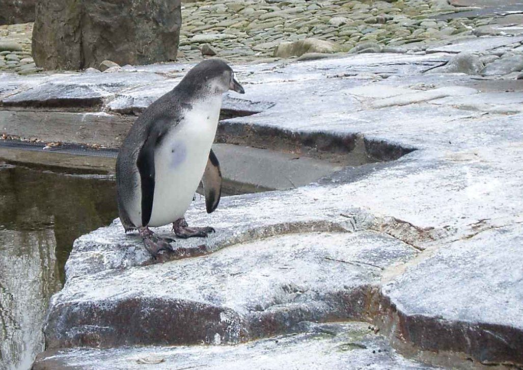 Tučňák v zimě