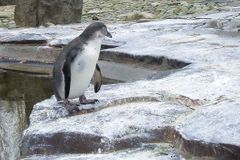 Mráz v ZOO: Tučňákům byla zima, slonům pomáhá vazelína