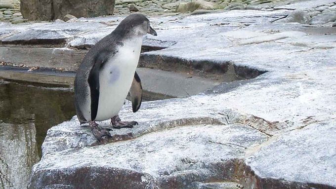 Někteří tučňáci zimu neradi (ilustrační foto).