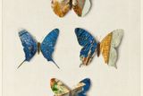 Motýli (1969), proláž