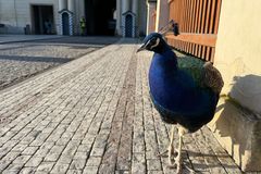 Turisté nevěří vlastním očím. Nezvaný nájemník ovládl Pražský hrad, nikdo ho nevyhání