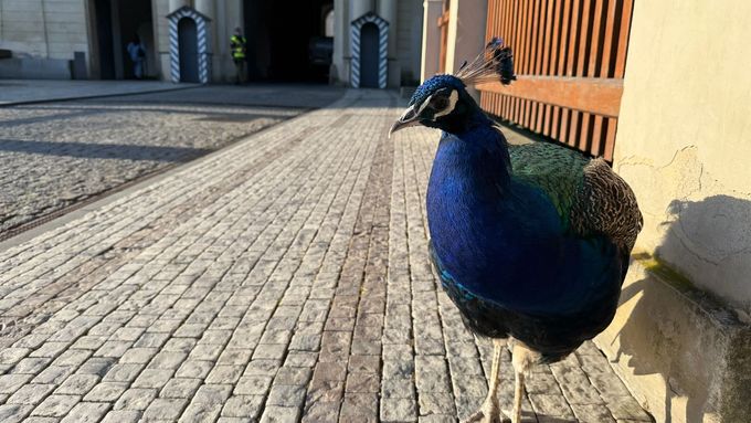 Na Pražský hrad sice Karel přišel bez pozvání, dnes je ale oblíbený u zaměstnanců i turistů. Společnost lidí si užívá.