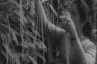 V roce 1957 odvysílala britská BBC reportáž o sklizni těstovin ze stromů a mnoho lidí jí opravdu uvěřilo. Lidé údajně volali i do televize a dotazovali se, kde je možné koupit špagetové keře. Tehdy ještě nemělo veřejnoprávní médium moc práce s napálením svých diváků.