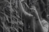 V roce 1957 odvysílala britská BBC reportáž o sklizni těstovin ze stromů a mnoho lidí jí opravdu uvěřilo. Lidé údajně volali i do televize a dotazovali se, kde je možné koupit špagetové keře. Tehdy ještě nemělo veřejnoprávní médium moc práce s napálením svých diváků.