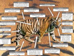 Využití tygrů v tradiční medicíně.