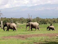 Sloní rodinka v keňské přírodní rezervaci Ol Pejeta.