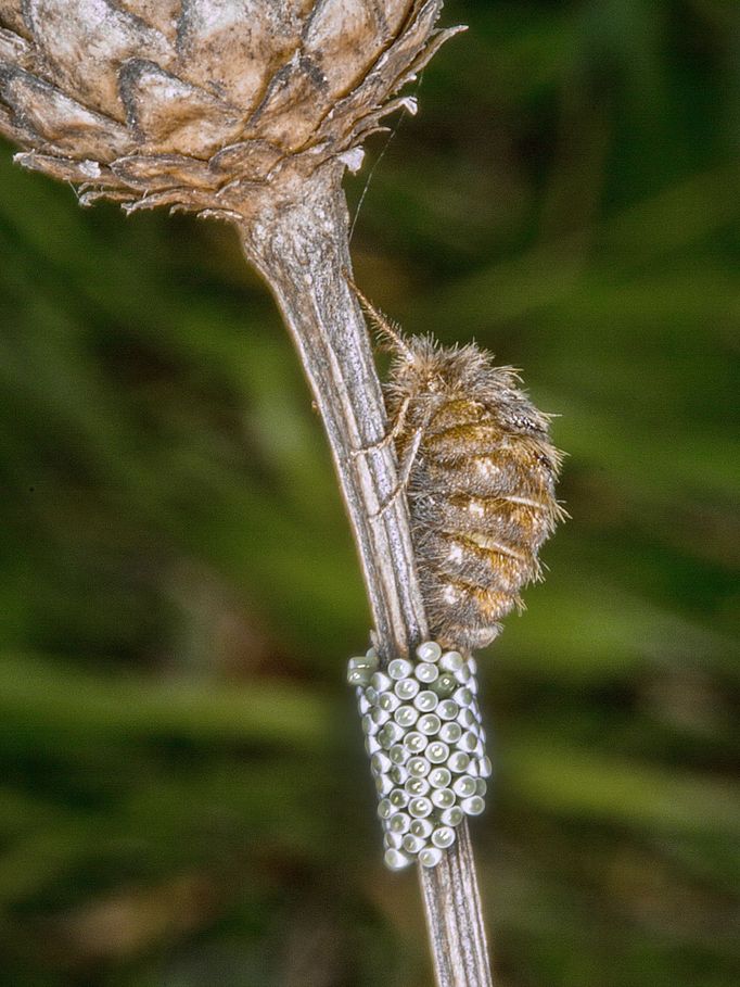 Fotografie motýlů ze sbírky Jiřího Tichoty.