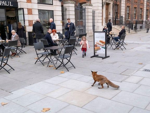 Lišky v Londýně.