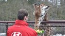 Petr Čech krmí žirafu v olomoucké ZOO