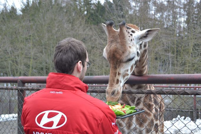 Petr Čech krmí žirafu v olomoucké ZOO