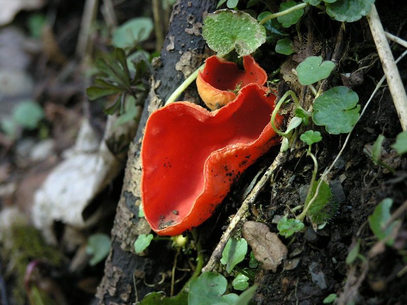 Příroda Křivoklátska