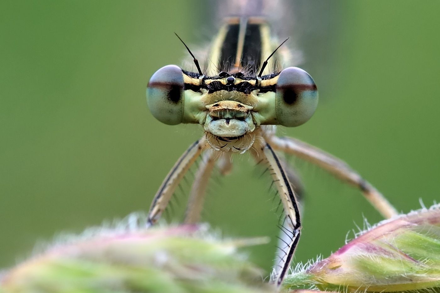 Krása hmyzu