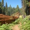The Giant Sequoia National Monument