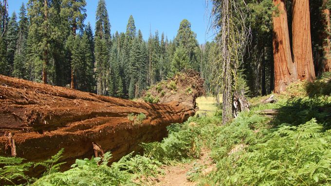 Národní park Sequoia v Kalifornii.