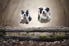 Pozor, letí pes: Fotograf se zaměřil na chlupaté mazlíčky v akci