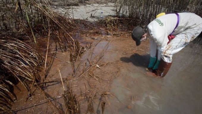 Členka organizace Greenpeace odebírá vzorek ropy v močálech u pobřeží Louisiany