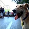 Video: To je pes Klobása. Největší rebel Atén